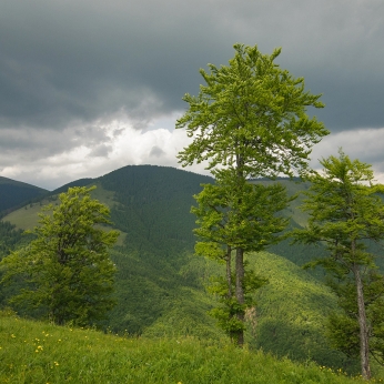 Munții Maramureșului